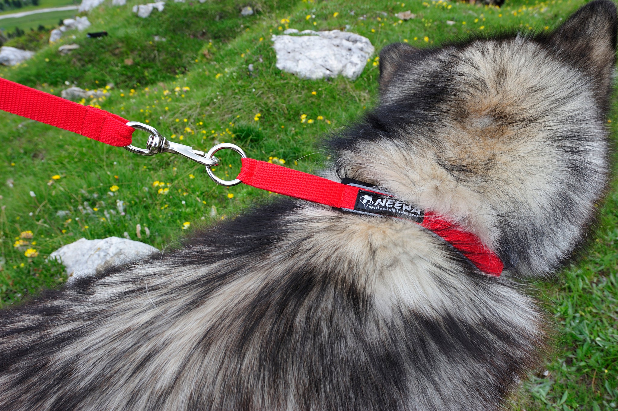 How Tight Should A Dog Collar Be?