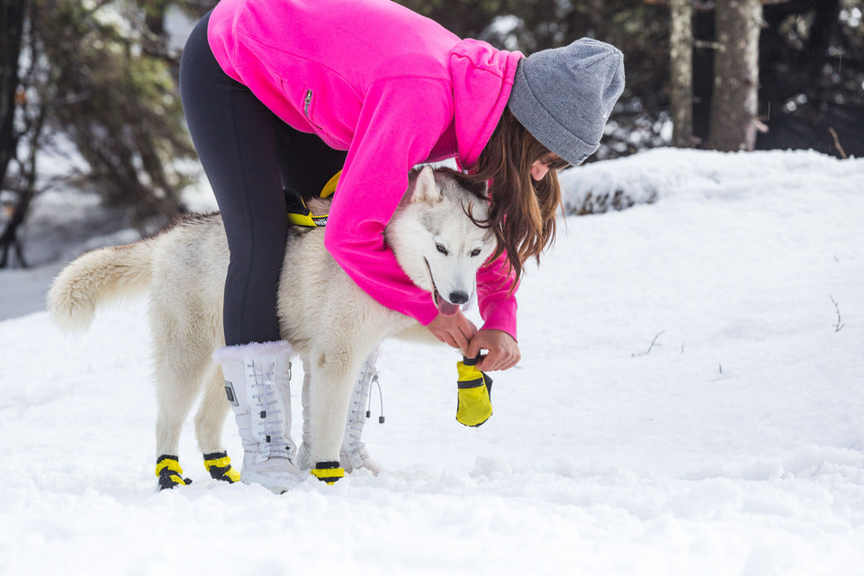 Do Dogs Need Snow Boots? Cold Weather Recommendations