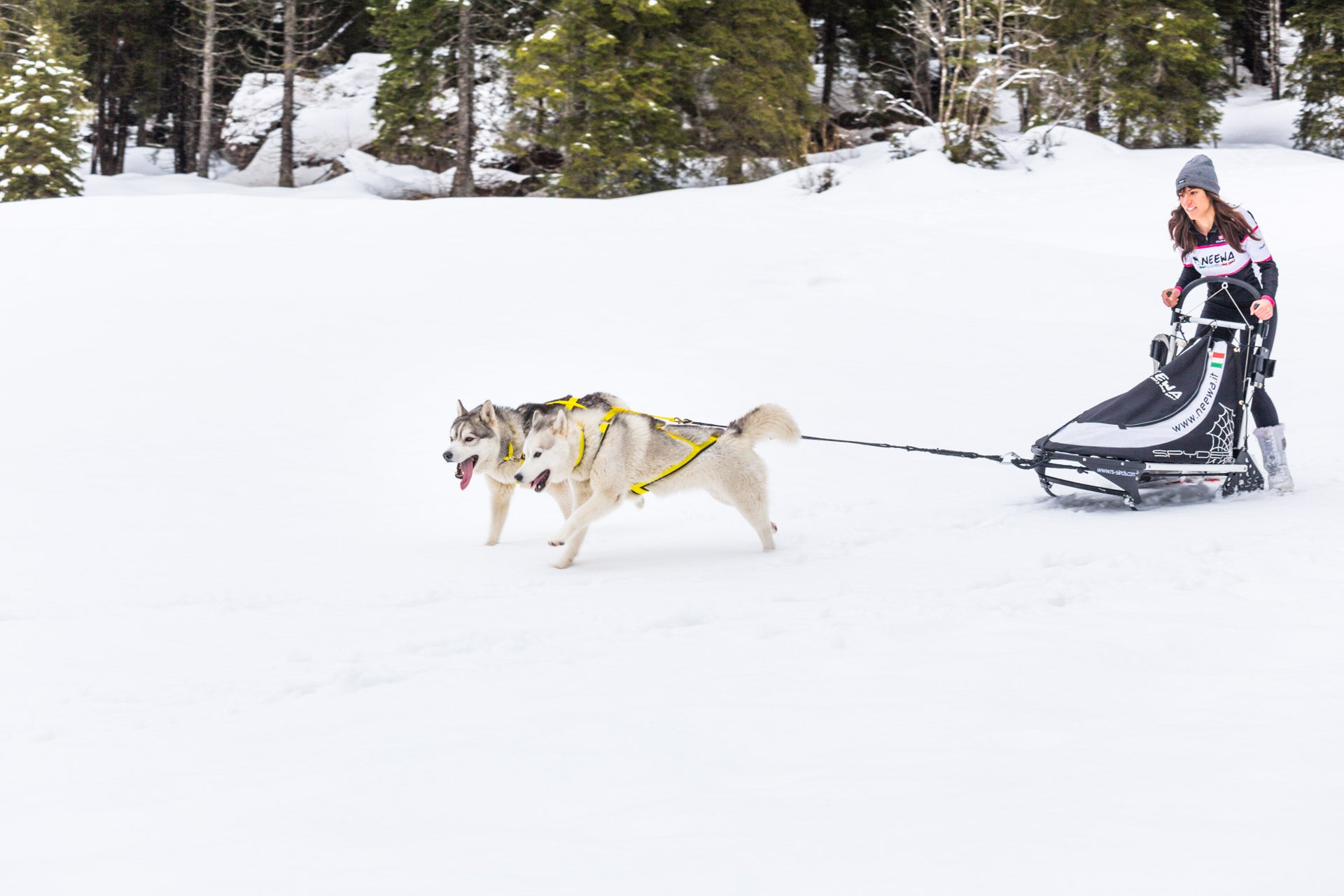 Best Sled Dog Harness In 2022