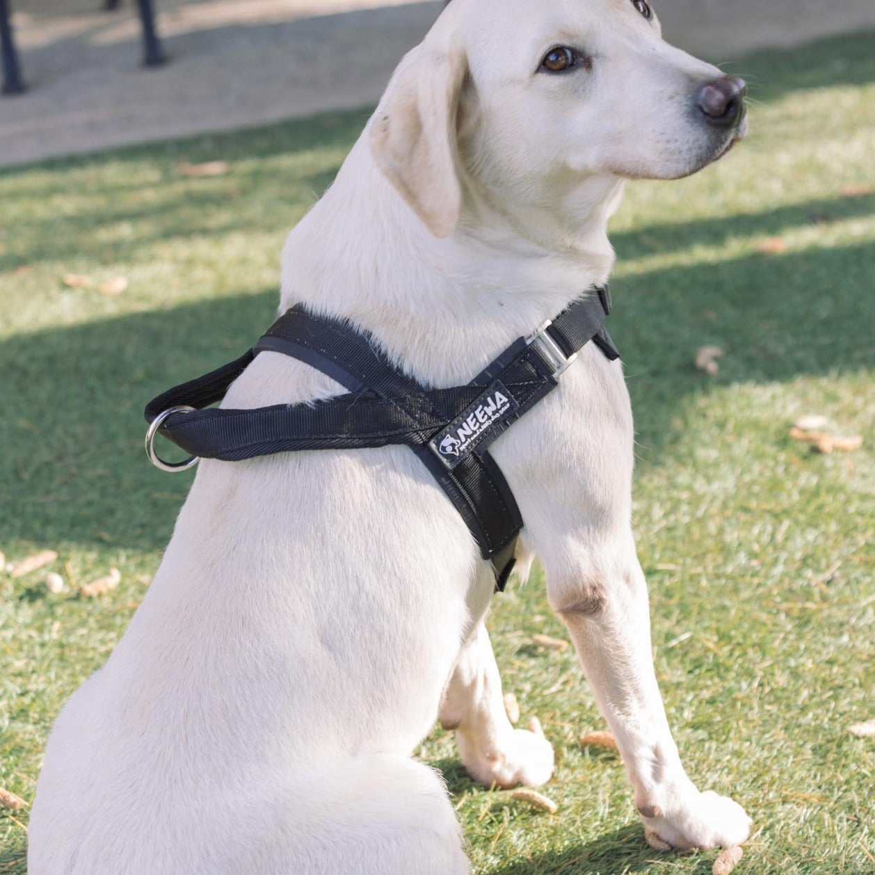 Best Dog Harnesses // Outdoor Sport Dog Harness // Neewa™